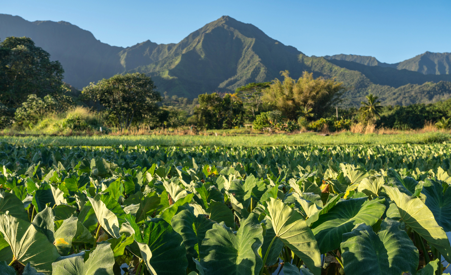 Ahupuaʻa System